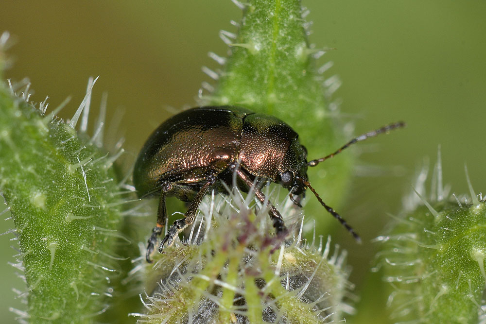 Chrysomelidae: Colasposoma dauricum